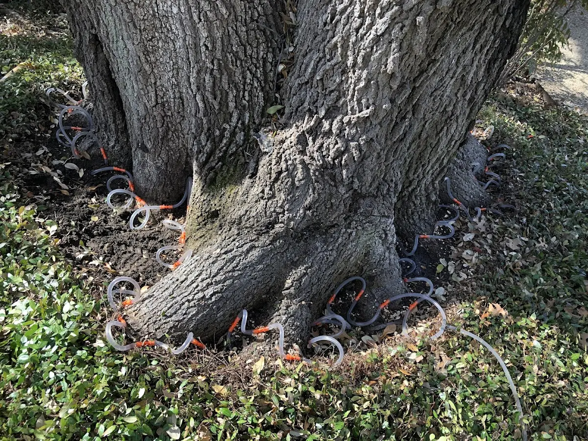 Detailed Tree Cabling and Bracing job site in Elko